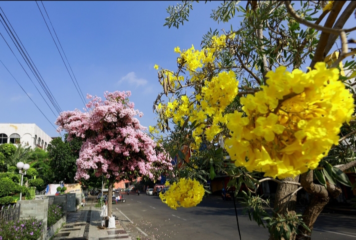 Tabebuya Bermekaran, Surabaya Osaka Van Java