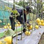 Pemkot Surabaya Panen Melon Emas