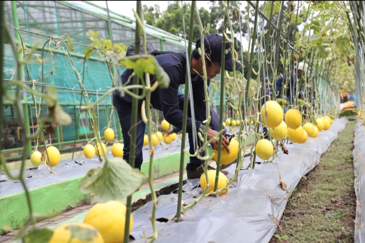 Pemkot Surabaya Panen Melon Emas