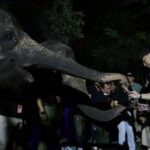 KBS Gelar Trial Opening Surabaya Night Zoo
