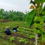 Eri Cahyadi Targetkan Hasil Urban Farming 60 Persen Penuhi Kebutuhan Pangan Surabaya