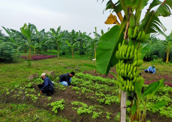 Eri Cahyadi Targetkan Hasil Urban Farming 60 Persen Penuhi Kebutuhan Pangan Surabaya