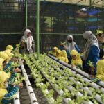 Mini Agrowisata Surabaya Jadi Destinasi Edukasi Favorit Anak-Anak