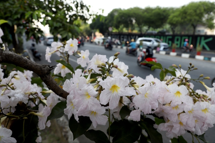 Keren, Ribuan Bunga Tabebuya Bermekaran di Kota Surabaya