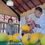 Urban Farming Golden Melon Digalakan di Surabaya, Anas Karno: Mampu beri Manfaat Secara Ekonomi