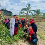 Ketahanan Pangan Mandiri, Abdul Ghoni bersama Emak-Emak dan Warga Bulak Panen Sayuran