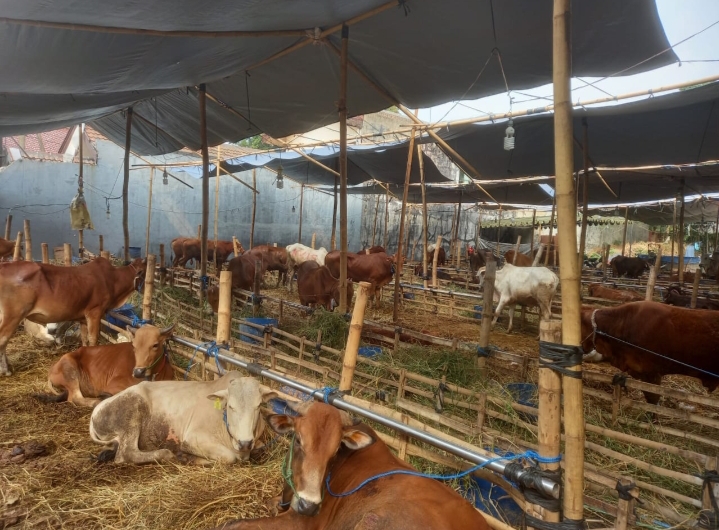 Komisi B Dorong Stikerisasi Lapak Hewan Kurban