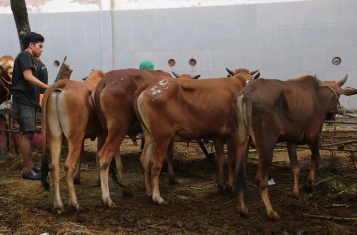 Pemkot Surabaya Imbau Warga Tak Buang Limbah Rumen Hewan Kurban Sembarangan