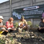 Harga Cabai Meroket di Petani, Pemkot Surabaya Gerakkan  Warga  Tanam Cabai