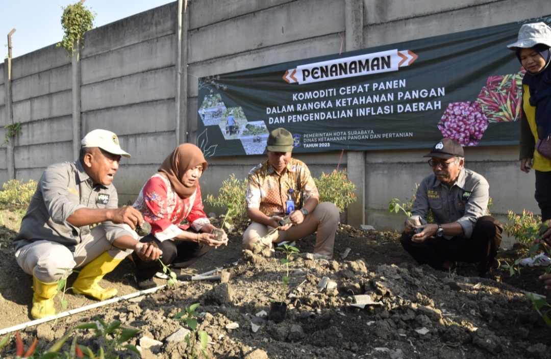 Harga Cabai Meroket di Petani, Pemkot Surabaya Gerakkan  Warga  Tanam Cabai