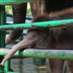 Wali Kota Eri Berikan Nama Rocky Balboa Pada Anak Gajah KBS