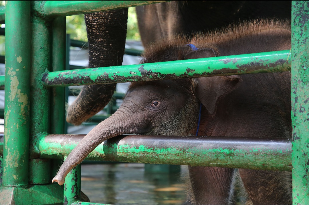 Wali Kota Eri Berikan Nama Rocky Balboa Pada Anak Gajah KBS