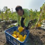 Pemkot Surabaya Panen Raya 2 Ton Golden Melon