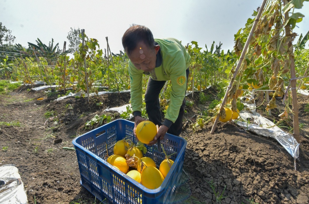 Pemkot Surabaya Panen Raya 2 Ton Golden Melon