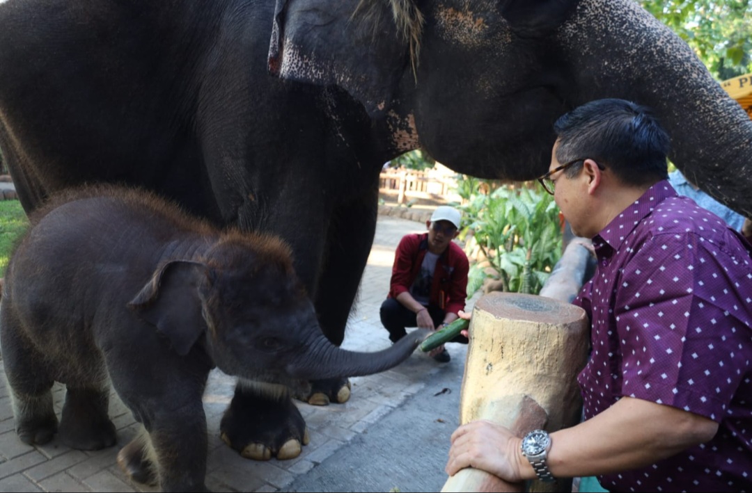 PDTS KBS Kenalkan Anak Gajah Sumatera “Rocky Balboa” ke Publik